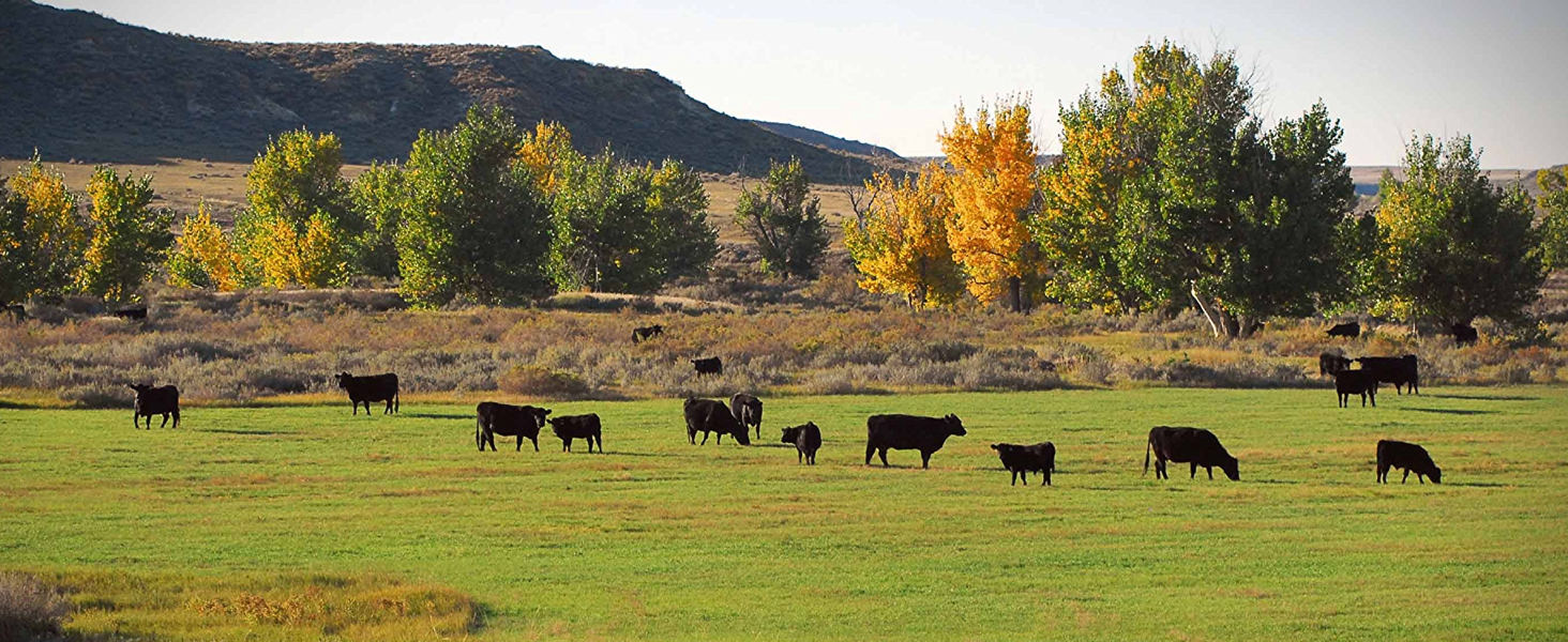  Meat Bone In Beef Short Ribs