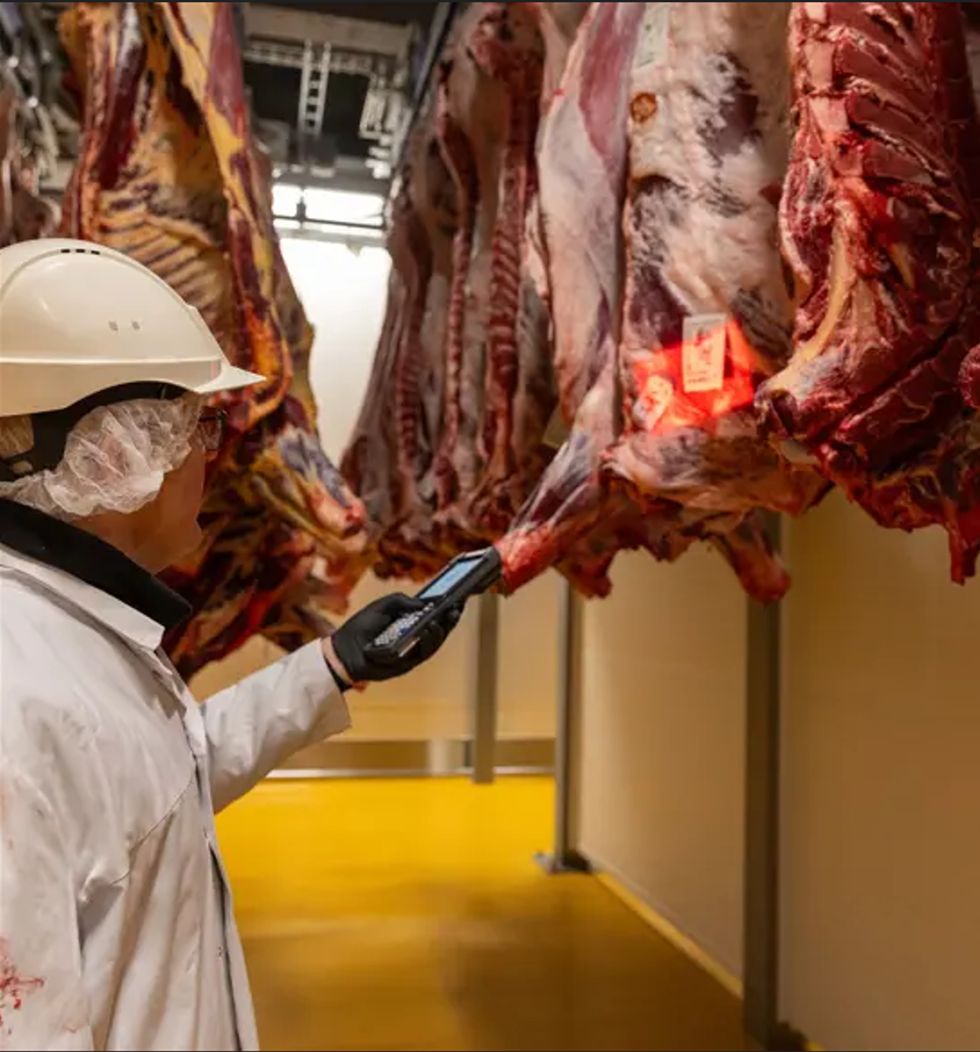 Cattle / beef processing